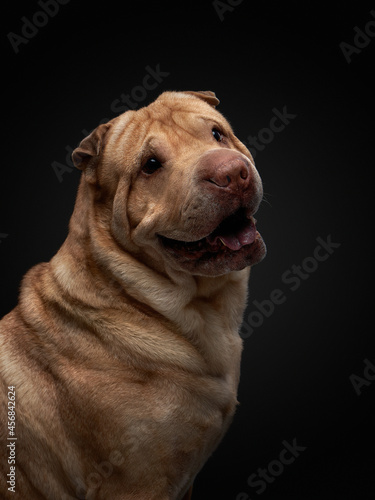 Shar Pei dog on a background on black. folds  wrinkles  charming pet 