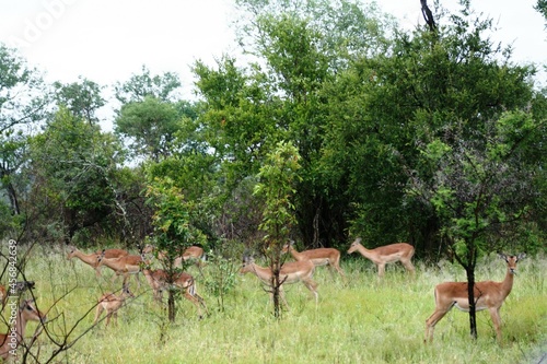 Fototapeta Naklejka Na Ścianę i Meble -  Kruger International Park, South Africa.