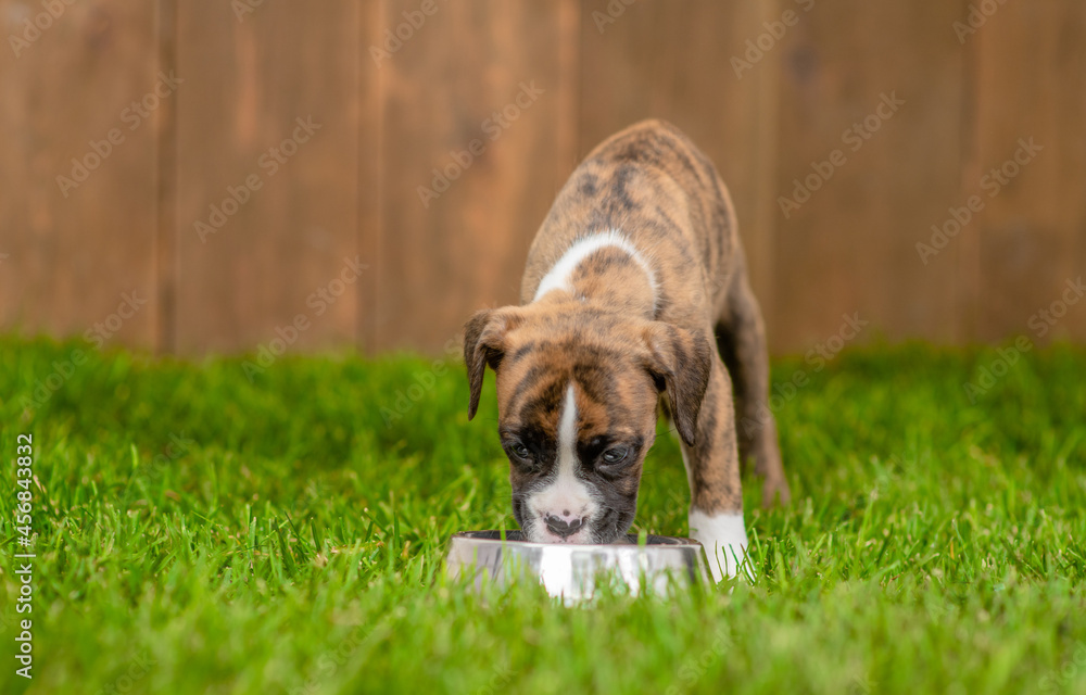 German boxer puppy drinks water from metal bowl on green summer grass. Empty space for text