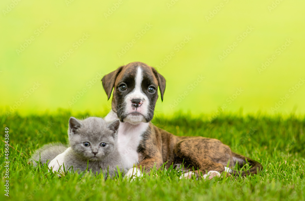 German boxer puppy hugs kitten on green summer grass German boxer puppy hugs kitten on green summer grass