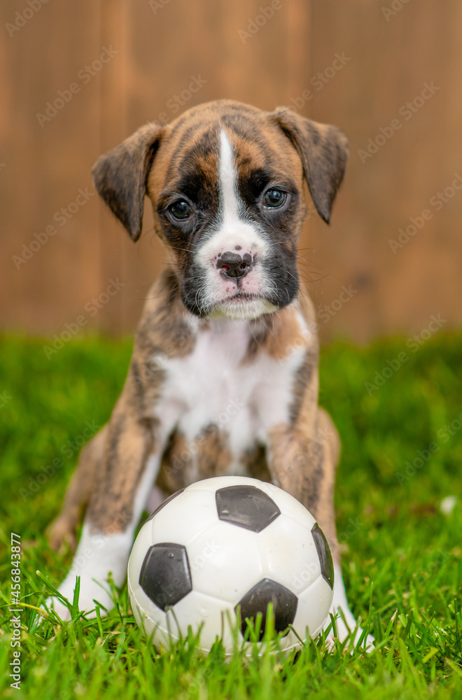 German boxer puppy sits with a soccer ball on green summer grass German boxer puppy sits with a soccer ball on green summer grass
