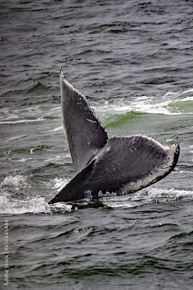 Fototapeta premium Humpback Whale - Megaptera novaeangliae at Monterey Bay
