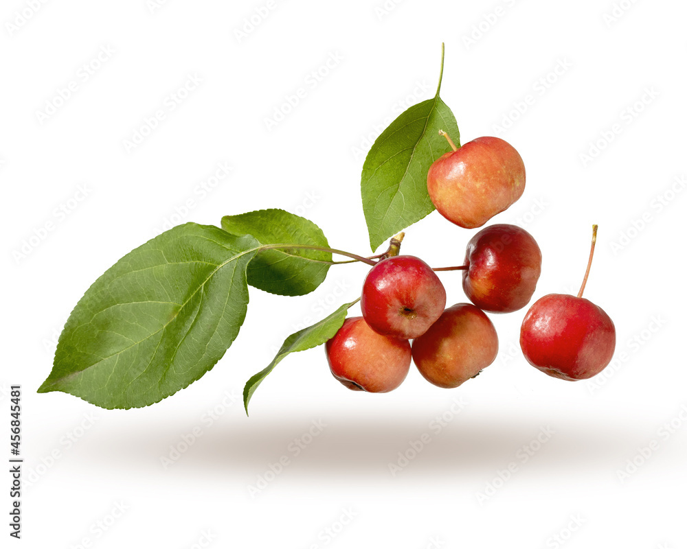 Red ripe apples with leaves are flying in the air. Apples and leaves isolated on a white background. Red ripe apples with leaves are flying in the air. Apples and leaves isolated on a white background.