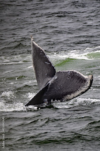 Humpback Whale - Megaptera novaeangliae at Monterey Bay