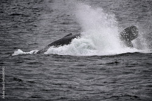Humpback Whale - Megaptera novaeangliae at Monterey Bay