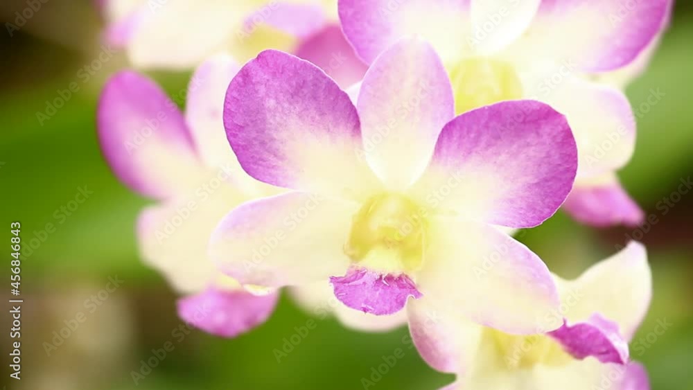 Close up beautiful Vanda orchid in the garden Chiangmai Thailand Close up beautiful Vanda orchid in the garden Chiangmai Thailand