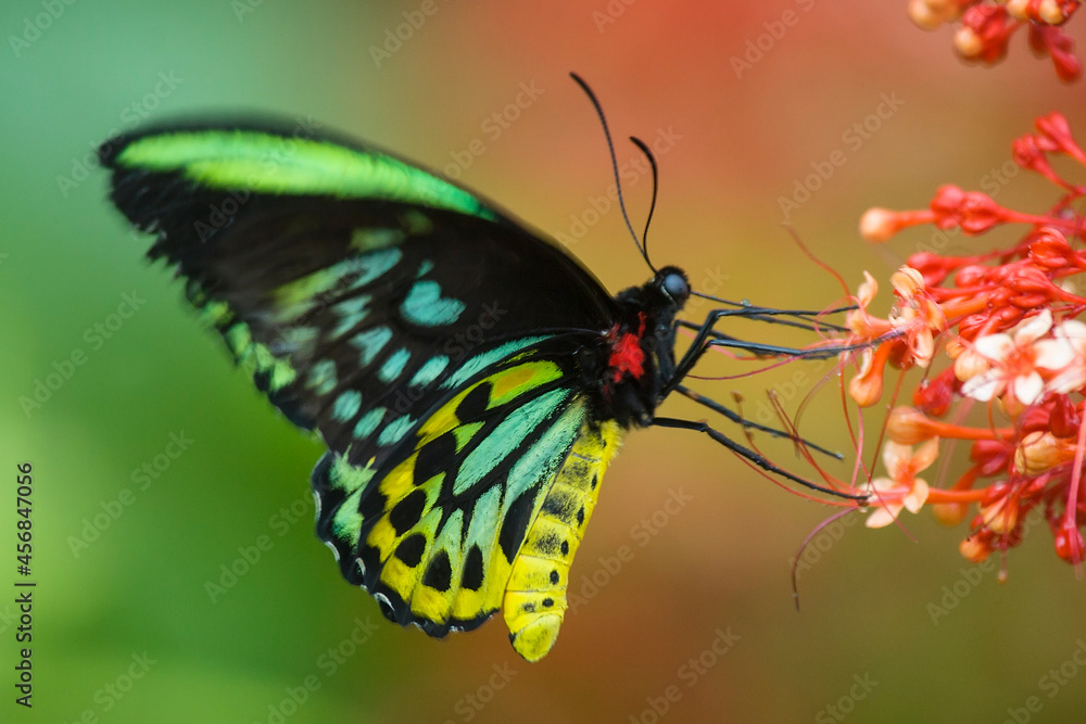 Fototapeta premium Cairns Birdwing Butterfly with beautifuil colourful background to match the colours of the male butterfly. standing gently on a flower