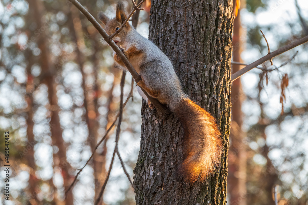 Squirrel with nut in Autumn sits on a branch Squirrel with nut in Autumn sits on a branch