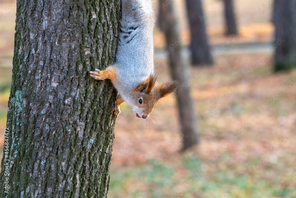 Portrait of a squirrel on a tree trunk Portrait of a squirrel on a tree trunk