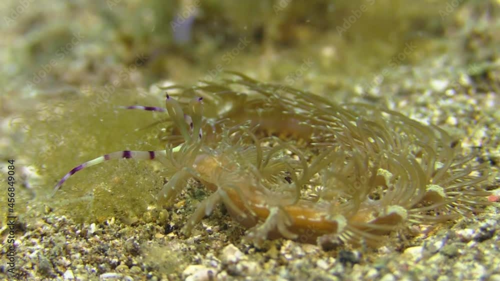 yellow-brownish version of nudibranch pteraeolidia ianthina forms a circle on sandy bottom, well camouflaged midst seaweed yellow-brownish version of nudibranch pteraeolidia ianthina forms a circle on sandy bottom, well camouflaged midst seaweed