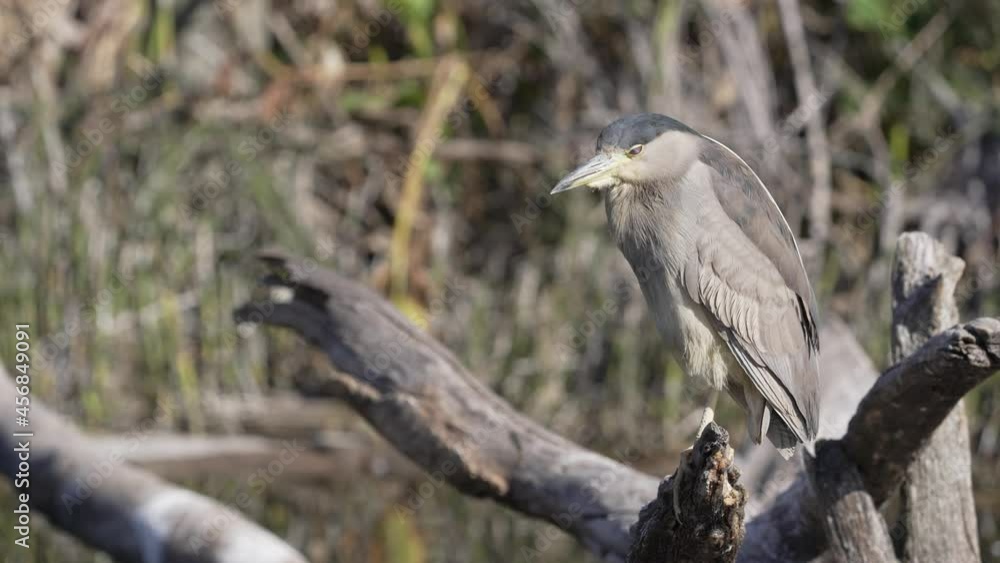 Wild grey colored Black-crowned Night Heron enjoying sunlight in nature near pond - Close up static shot Wild grey colored Black-crowned Night Heron enjoying sunlight in nature near pond - Close up static shot