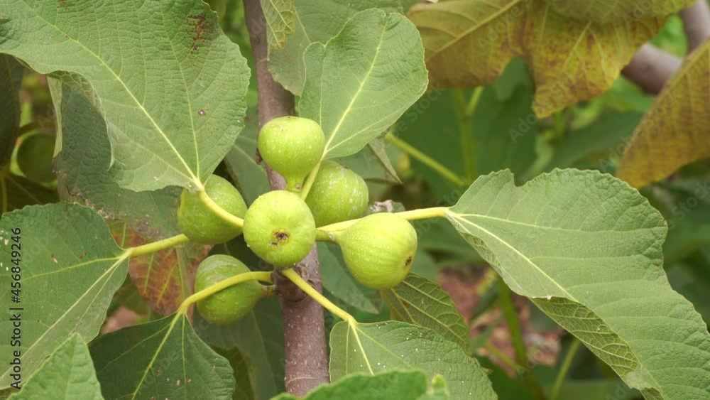 Close up of a bunch of common figs growing on a tree that is swinging in soft breeze. Close up of a bunch of common figs growing on a tree that is swinging in soft breeze.