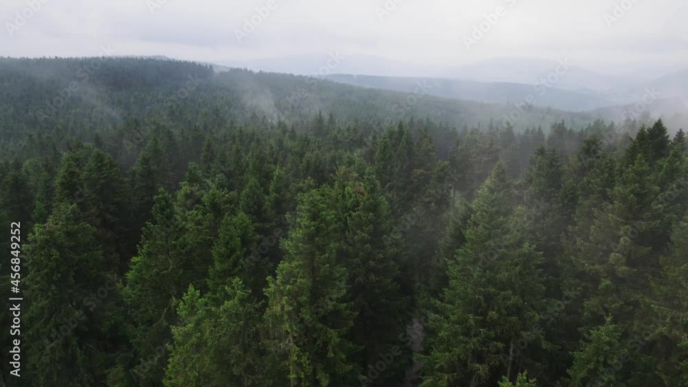 Aerial Drone View Flight over pine tree forest. Misty forest. Drone shot flying over treetops, nature background footage Aerial Drone View Flight over pine tree forest. Misty forest. Drone shot flying over treetops, nature background footage