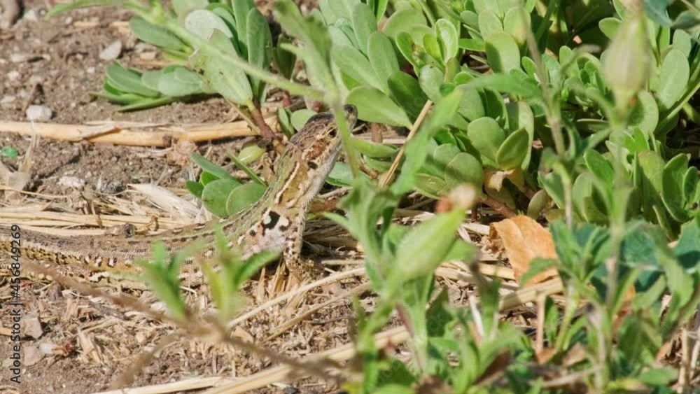 Sicilian Wall Lizard Looks And Walk Into The Grass On A Sunny Day In Summer. - close up Sicilian Wall Lizard Looks And Walk Into The Grass On A Sunny Day In Summer. - close up