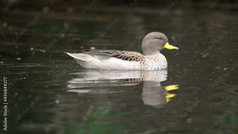 A yellow billed teal, anas flavirostris; gliding across the swampy lake, picking up debris along the way at daytime, close up tracking shot. A yellow billed teal, anas flavirostris; gliding across the swampy lake, picking up debris along the way at daytime, close up tracking shot.
