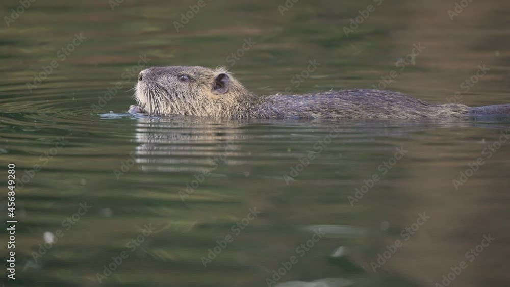 Nutria eating in the water. Profile view of an adult hungry coypu Nutria eating in the water. Profile view of an adult hungry coypu