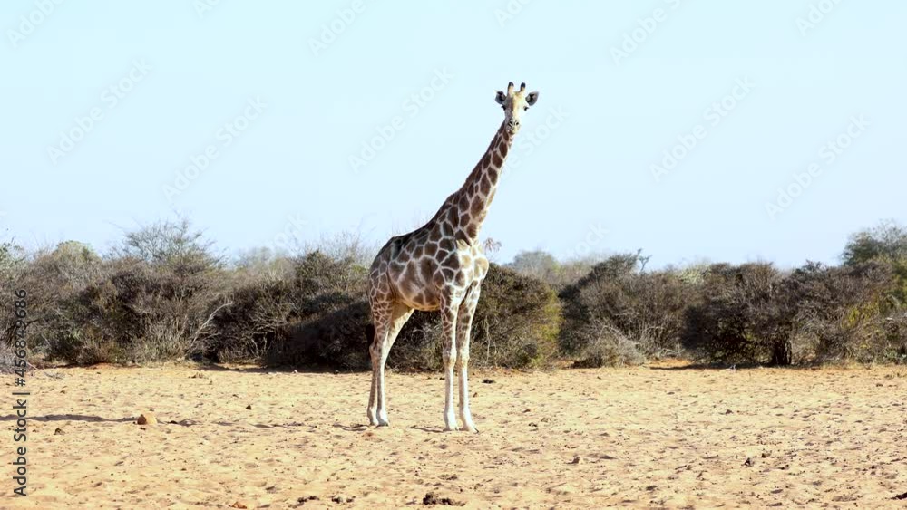 Namibian Giraffe Standing In The Plains Of Game Reserve In Namibia, Africa. - wide shot Namibian Giraffe Standing In The Plains Of Game Reserve In Namibia, Africa. - wide shot