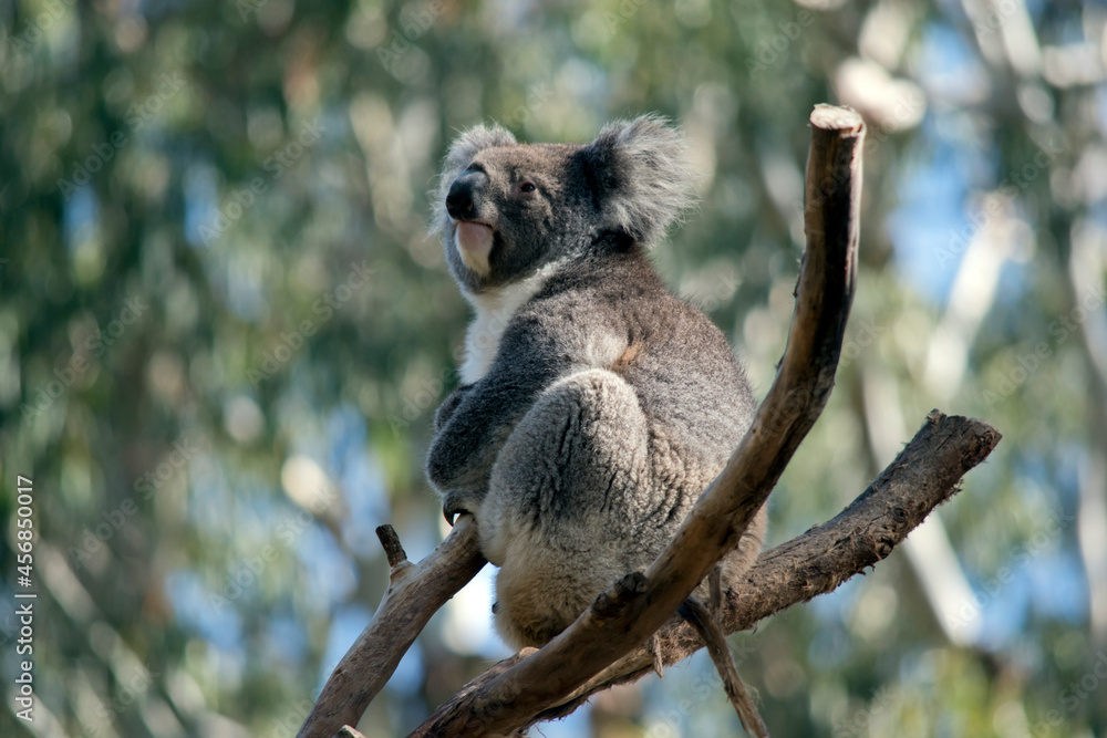 Fototapeta premium the koala is sitting in the fork of a tree