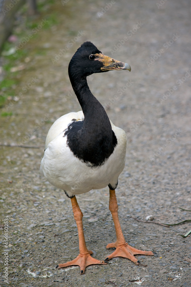 the magpie goose is looking for food the magpie goose is looking for food