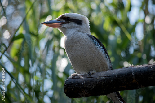 the laughing kookaburra is perched on a branch