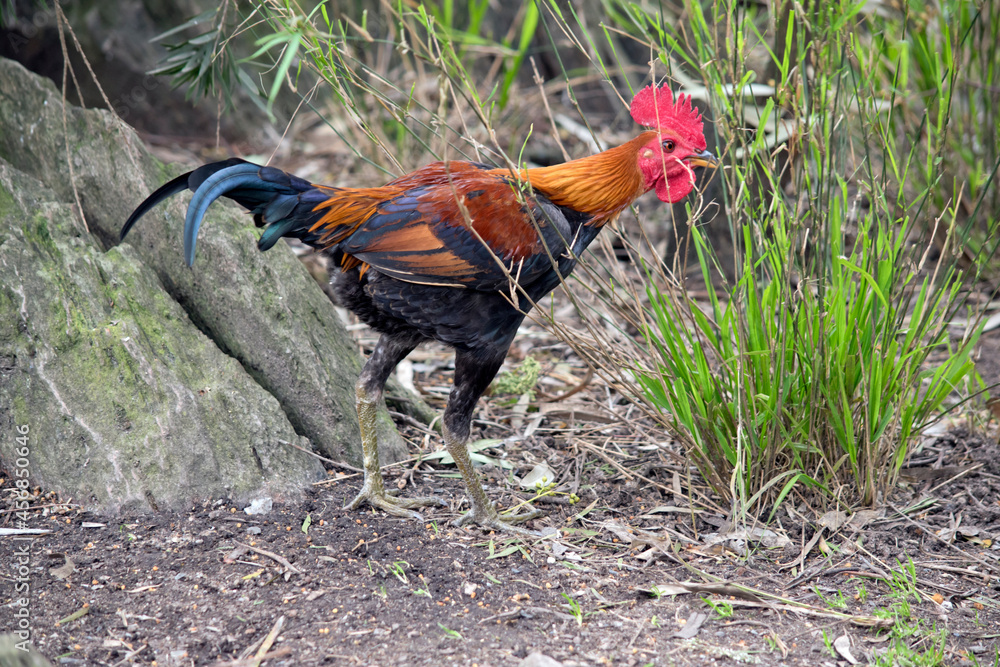 Fototapeta premium this is a side view of a rooster