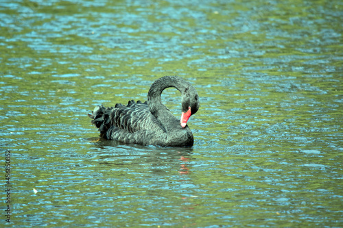 the Australian swan is black with a red beak