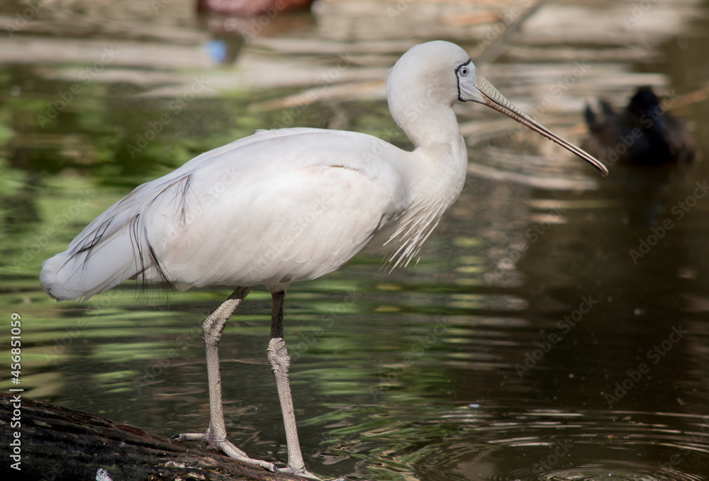 Fototapeta premium the yellow spoonbill is entering the lake