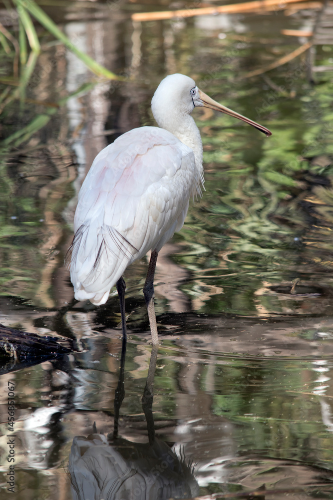 the yellow spoonbill is wading in the water looking for food the yellow spoonbill is wading in the water looking for food