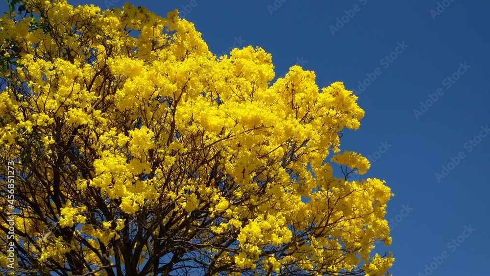 Ipê Amarelo, em Brasília. Ipê Amarelo, em Brasília.