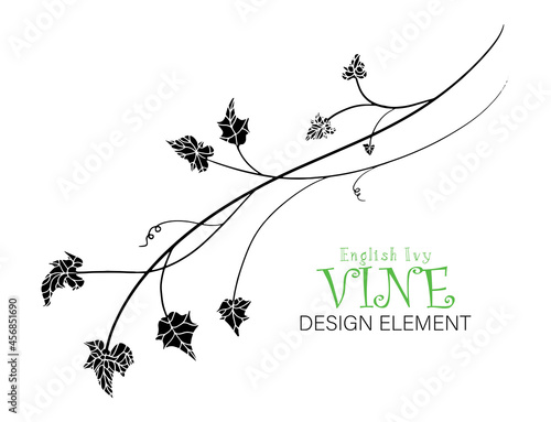 ivy vine vector; leaves design element in elegant fancy branches silhouette, decorative English ivy vines for use in border designs or wedding invites or other designs. Can change colors.