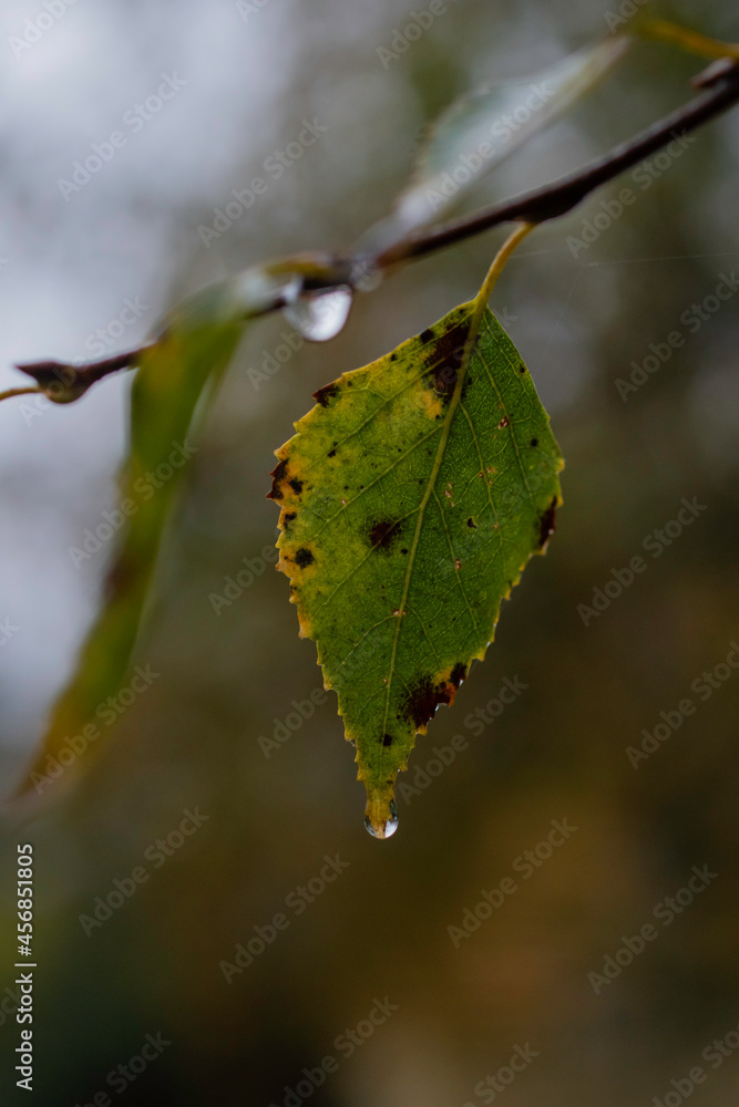 A withered autumn leaf with a drop at the tip A withered autumn leaf with a drop at the tip