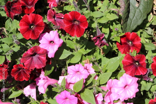 Blooming Time, William Hawrelak Park, Edmonton, Alberta