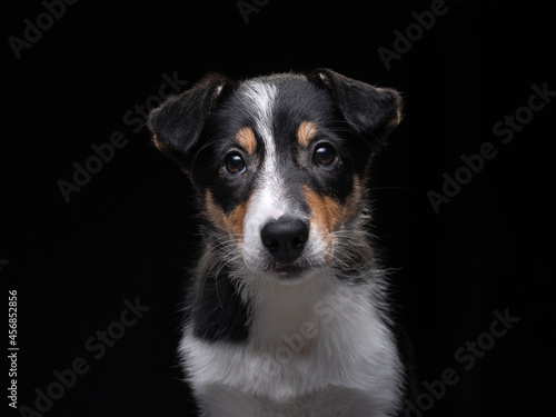 nice border collie puppy. The dog portrait on black
