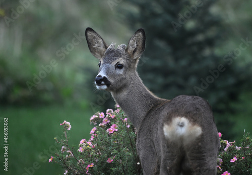 A young roe deer (Capreolus capreolus) by a pink flowering shrubby cinquefoil (dasiphora fruticosa). 