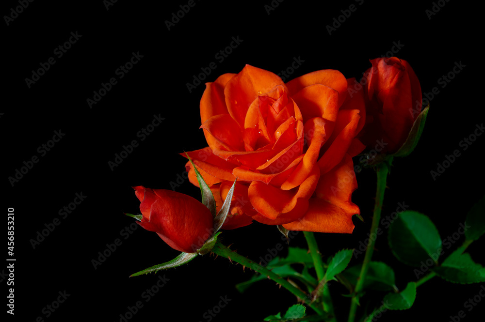 Branch of red rose with buds on black isolated background. Water drops are visible on large flower Branch of red rose with buds on black isolated background. Water drops are visible on large flower