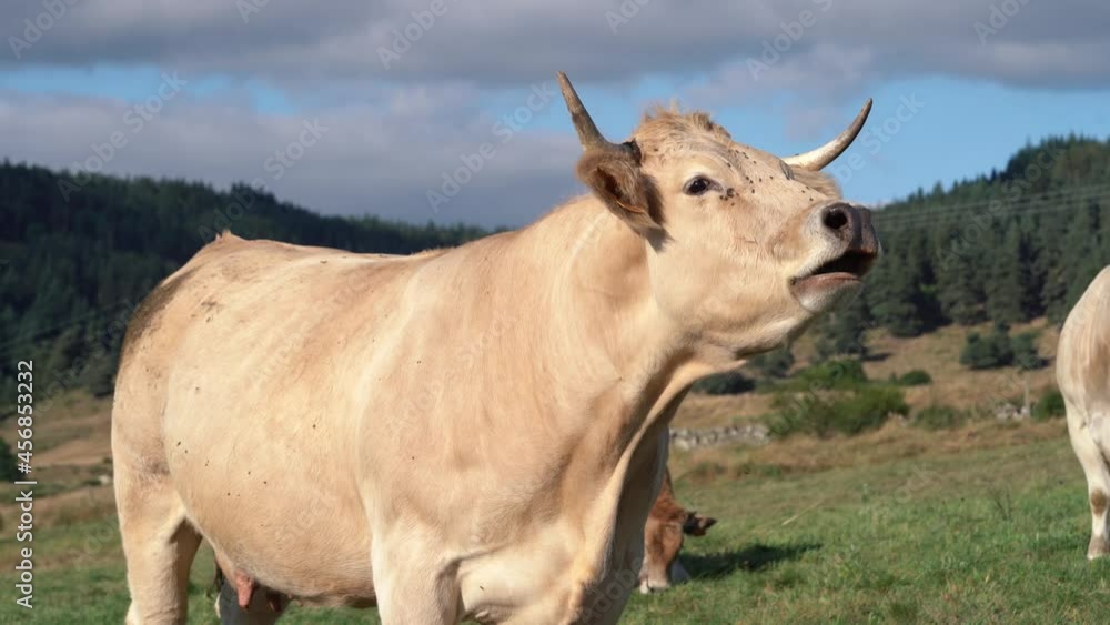 Aubrac Cattle Calling At The Field With Flies On Its Face On A Sunny Day. close up Aubrac Cattle Calling At The Field With Flies On Its Face On A Sunny Day. close up