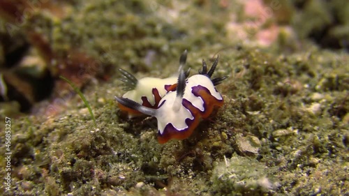 two nudibranch chomodoris fidelis in mating position, side by side in opposite direction, medium close shot photo