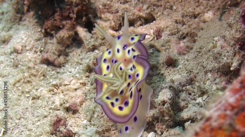 nudibranch chromodoris kuniei crawling over sandy bottom, raising and lowering mantle skirt, view from behind photo