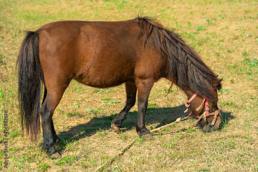 A pony tied with a rope grazes in a meadow in autumn A pony tied with a rope grazes in a meadow in autumn