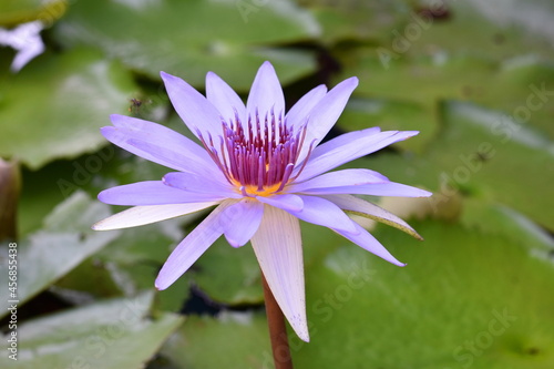 Close-up photo of a purple water lily in a pond  Nymphaea violacea