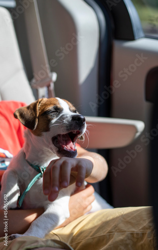 happy little jack russell terrier puppy sitting on his arms in the car and yawning, vertical