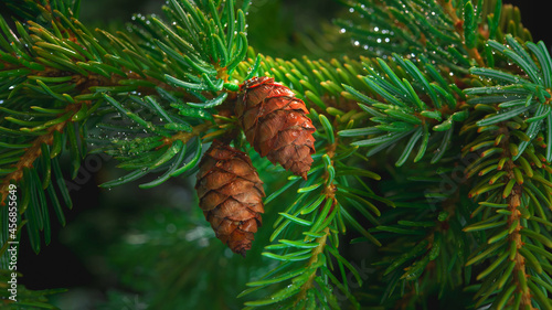 pine cones on a branch