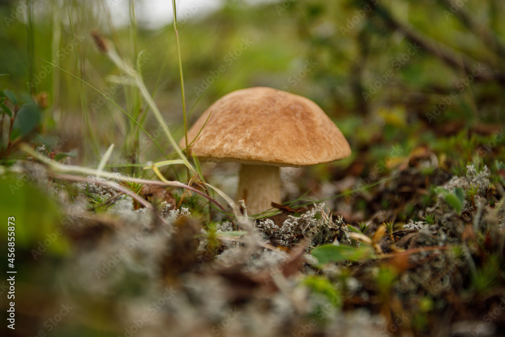 An edible mushroom in its natural environment. A mushroom in the forest surrounded by forest plants. Close-up. An edible mushroom in its natural environment. A mushroom in the forest surrounded by forest plants. Close-up.
