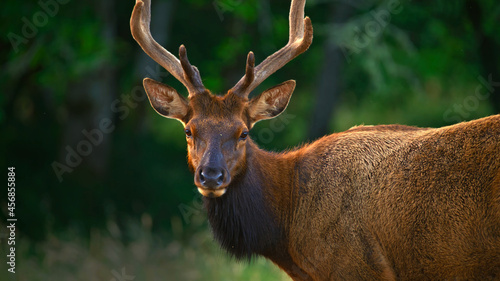 deer in the woods