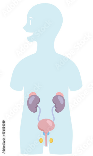 Cartoon style human anatomy. Urology organs in body silhouette on white background. Kidney, bladder, adrenal gland, prostate, testicles. Pale colored vector illustration.