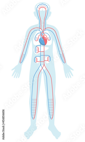 Cartoon style human anatomy. Circulatory organs in whole body silhouette on white background. Heart, blood vessels. Pale colored vector illustration.
