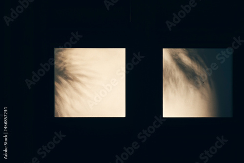 窓に映る植物の影