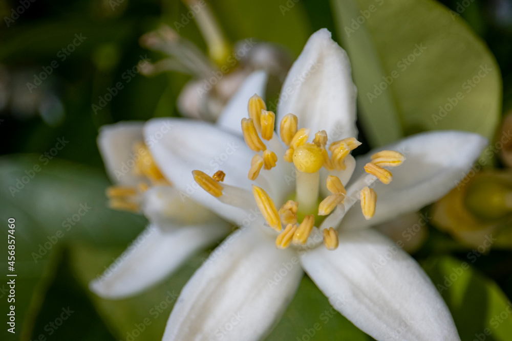 Fototapeta premium Insekten, Holzbienen auf Blumen im Garten