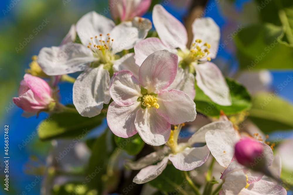 Sprig of white flowers blooms on a pear tree against a blue sky