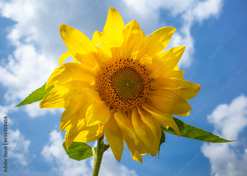 sunflower on blue sky background sunflower on blue sky background